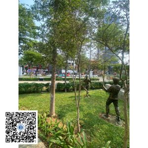 68.ND - Cây Tường vy - Loại 1