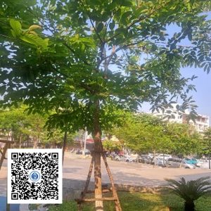 7.CVTB - Cây bằng lăng - Loại 1