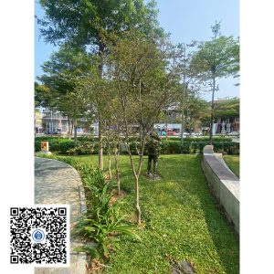 70.ND - Cây Tường vy - Loại 1