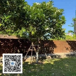 70.TĐH - Sứ trắng - Loại 1
