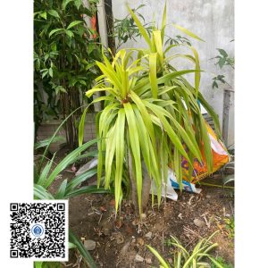 71.ND - Cây Phát tài núi - Loại 1
