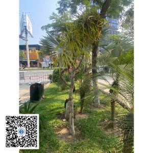 73.ND - Cây Phát tài núi - Loại 1