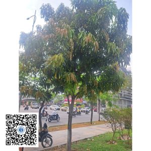 74.ND - Cây xoài - Loại 1
