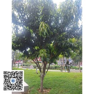 75.ND - Cây xoài - Loại 1