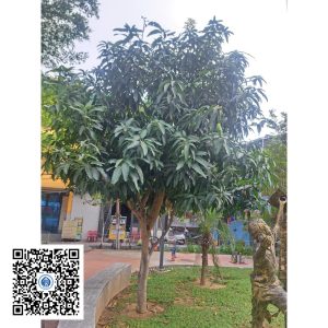 76.ND - Cây xoài - Loại 1