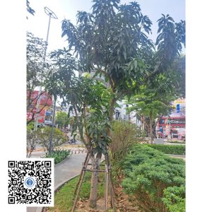 77.ND - Cây xoài - Loại 1