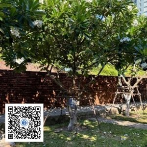 77.TĐH - Sứ trắng - Loại 1