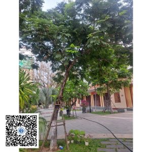 78.ND - Cây Lim xẹt - Loại 1