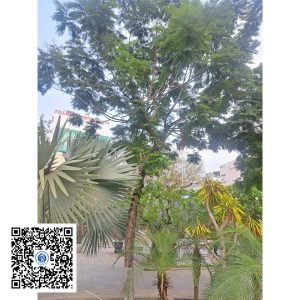 79.ND - Cây Lim xẹt - Loại 1