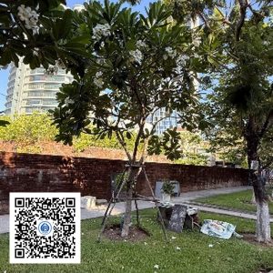 79.TĐH - Sứ trắng - Loại 1