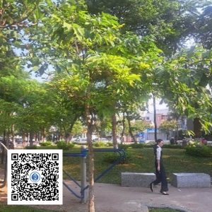 8.CVTB - Cây bằng lăng - Loại 1