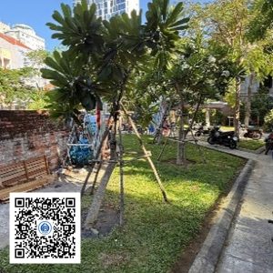 84.TĐH - Sứ trắng - Loại 1
