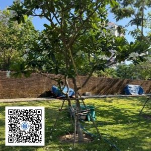 85.TĐH - Sứ trắng - Loại 1