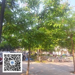 9.CVTB - Cây bằng lăng - Loại 1