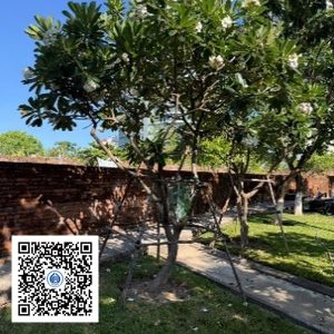 95.TĐH - Sứ trắng - Loại 1