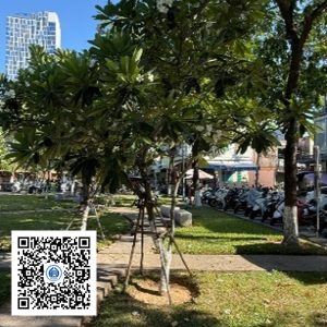 97.TĐH - Sứ trắng - Loại 1