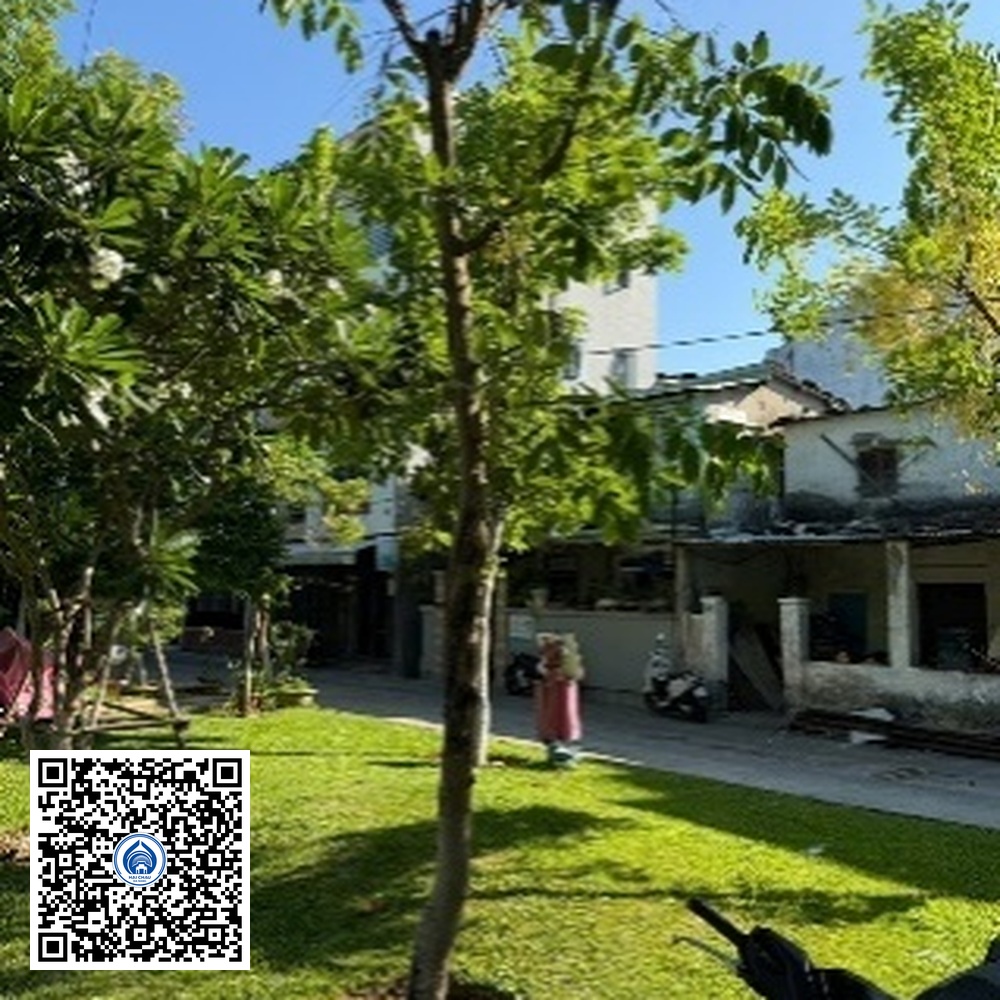 110.TĐH – Cây Osaka vàng – Loại 1