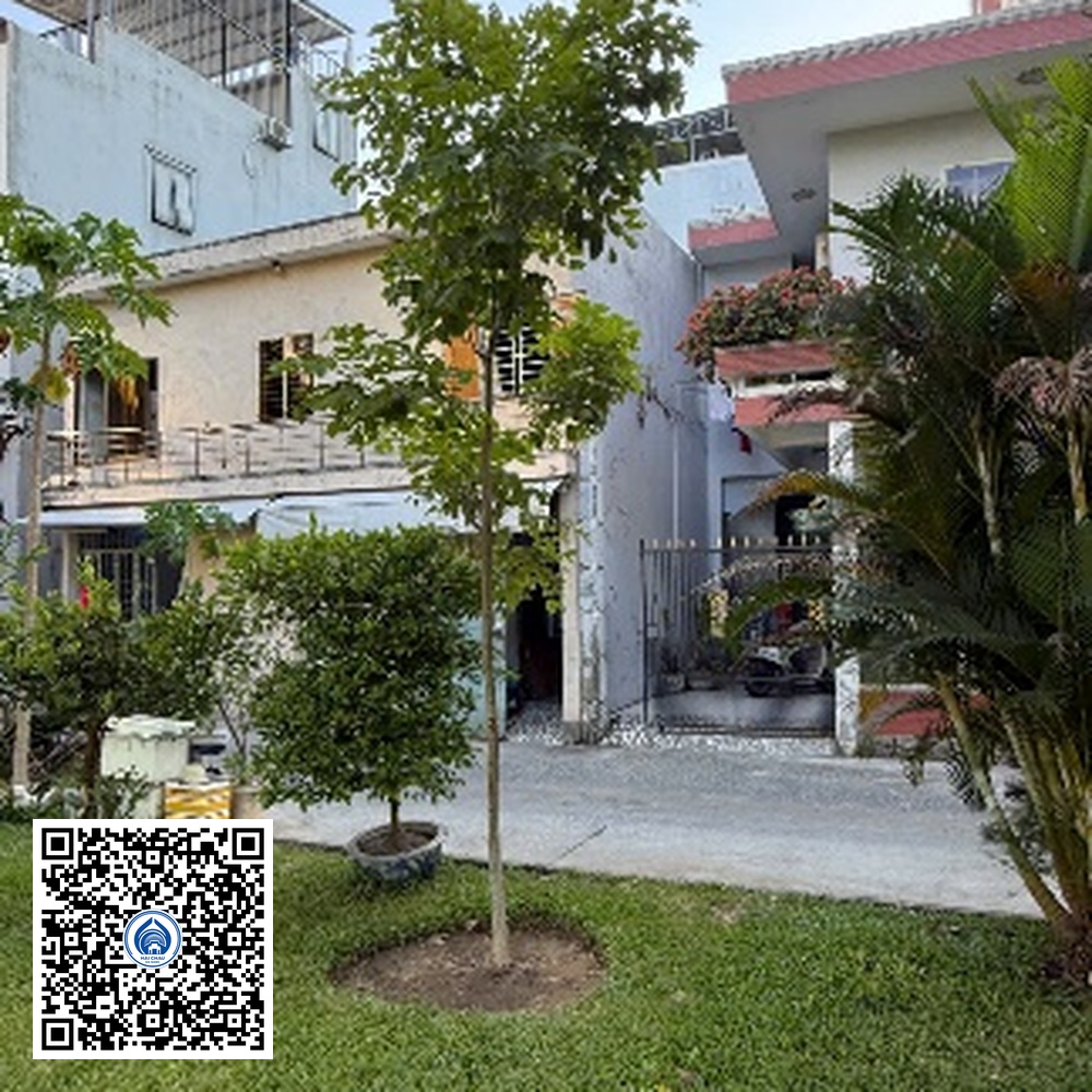 118.TĐH – Cây Osaka vàng – Loại 1