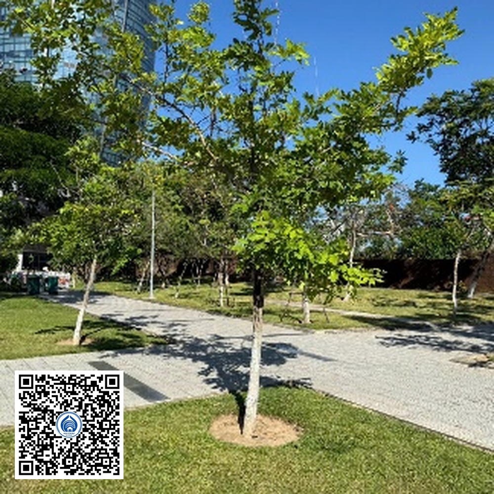 135.TĐH – Cây Osaka vàng – Loại 1