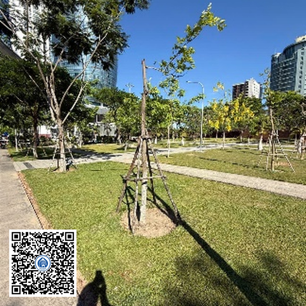 136.TĐH – Cây Osaka vàng – Loại 1