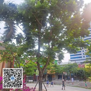 2.NT – Cây Lim xẹt – Loại 2