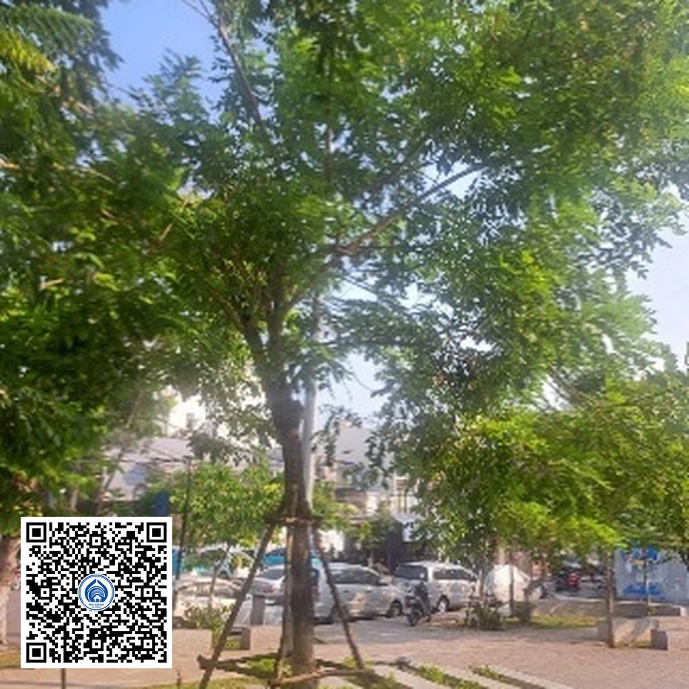 22.CVTB – Cây Muồng anh đào – Loại 1