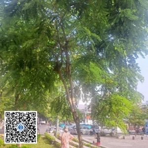 25.CVTB – Cây Muồng anh đào – Loại 1