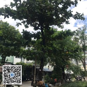 25.DR1 – Cây bàng ta