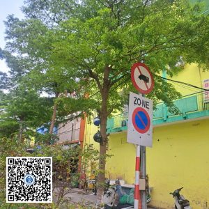25.ND – Cây Bàng đài loan – Loại 1