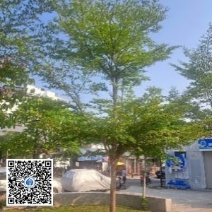 26.CVTB – Cây Bàng đài loan – Loại 1