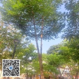 28.CVTB – Cây Bàng đài loan – Loại 2