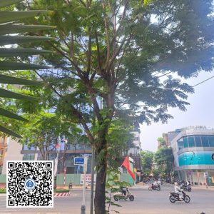 3.NT – Cây Lim xẹt – Loại 2