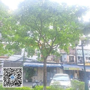 3.PKB – Cây Lộc vừng – Loại 2
