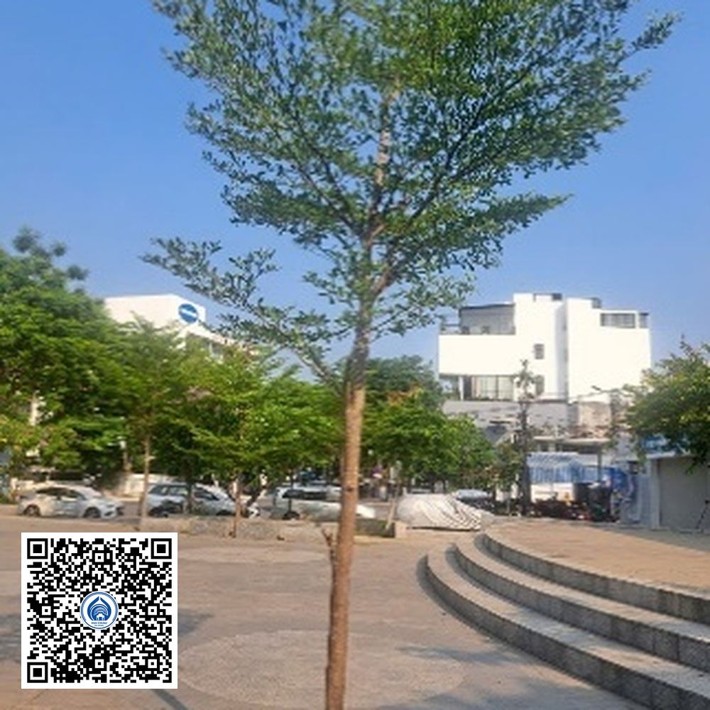 30.CVTB – Cây Bàng đài loan – Loại 1