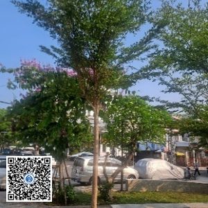 31.CVTB – Cây Bàng đài loan – Loại 1