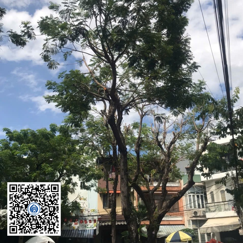 31.DR1 – Cây lim xẹt
