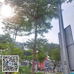 31.ND – Cây Bàng đài loan – Loại 1