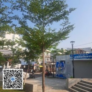 32.CVTB – Cây Bàng đài loan – Loại 1