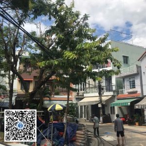 32.DR1 – Cây bằng lăng
