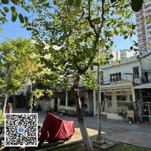 32.TĐH – Cây Móng bò – Loại 1