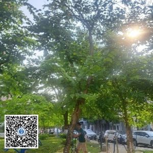 33.CVTB – Cây Móng bò – Loại 2