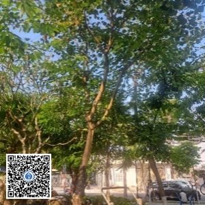 34.CVTB – Cây Móng bò – Loại 2