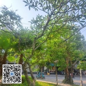 35.CVTB – Cây Sứ – Loại 2