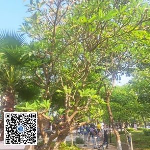 36.CVTB – Cây Sứ – Loại 2