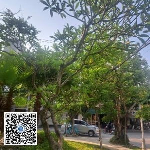 37.CVTB – Cây Sứ – Loại 2