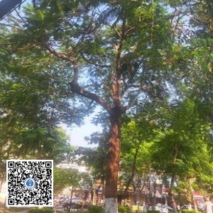 38.CVTB – Cây Phượng vỹ – Loại 2