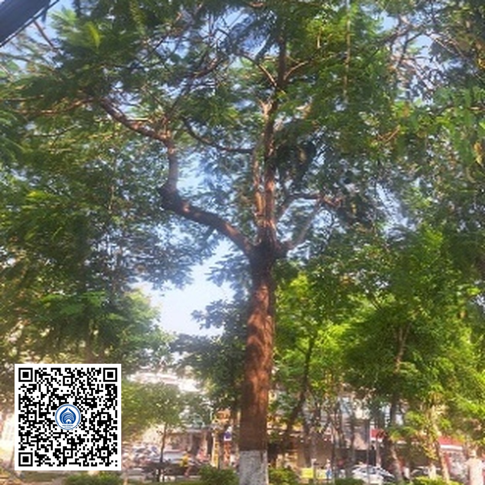 38.CVTB – Cây Phượng vỹ – Loại 2