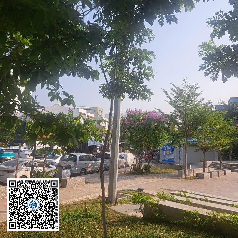 39.CVTB – Cây Phượng vỹ – Loại 1