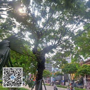 4.NT – Cây Lim xẹt – Loại 2