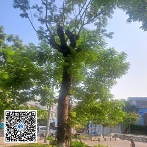 40.CVTB – Cây Lim xẹt – Loại 2